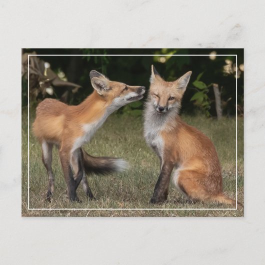 Heb je een mint? briefkaart (Voorkant)