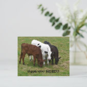 Heb je HERD? Drie Briefkaarten koeien (Staand voorkant)