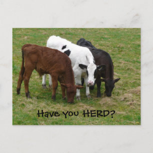 Heb je HERD? Drie Briefkaarten koeien