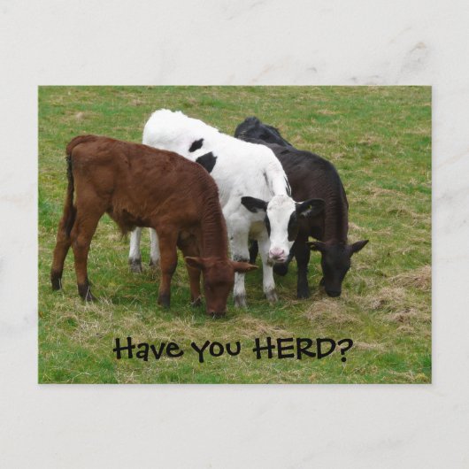 Heb je HERD? Drie Briefkaarten koeien (Voorkant)