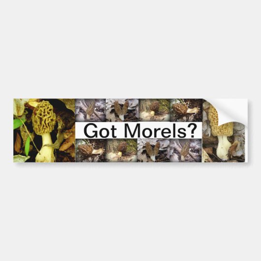 Heb je Morels? Paddenstoelen Bumpersticker (Voorkant)