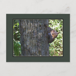 Heb je Nuts? Briefkaart