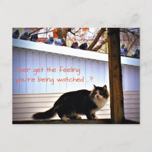 Heb je ooit het gevoel dat duiven de kat in de gat briefkaart