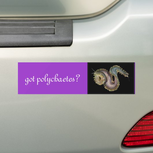 Heb je polychaetae? bumpersticker (Op auto)