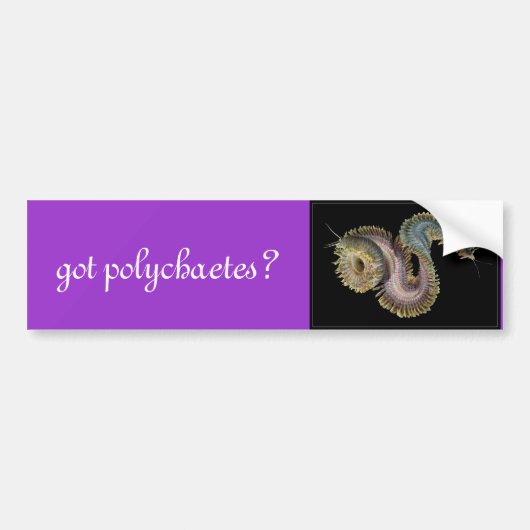 Heb je polychaetae? bumpersticker (Voorkant)