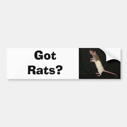 Heb je Rats? Bumpersticker (Voorkant)