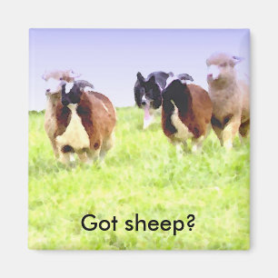 Heb je schapen? Border Collie magnet Magneet