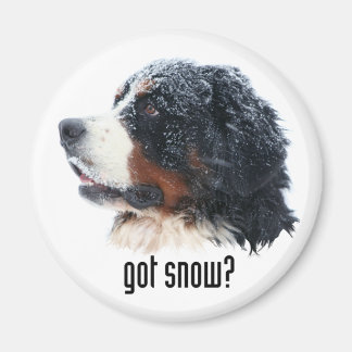 Heb je sneeuw? Bernese Magnet Magneet