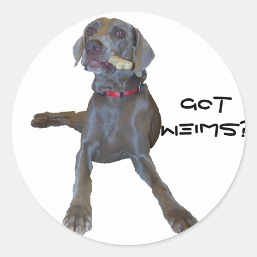 Heb je Weims? Pin Weimaraner Ronde Sticker (Voorkant)