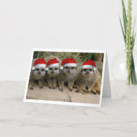 Heb Kerstmis Meerkat!