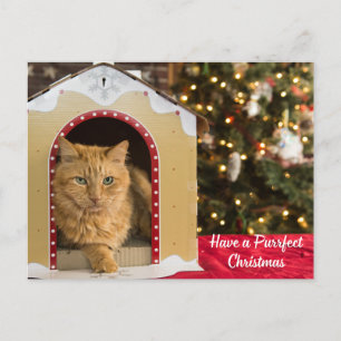 Hebben een perfecte kerst schattige kat in kat hui feestdagenkaart