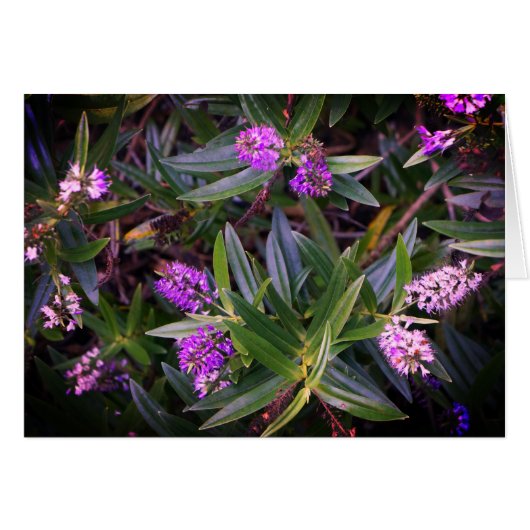 Hebe Mauve Fingers Kaart (Voorkant Horizontaal)