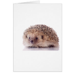Hedgehog,