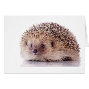 Hedgehog,