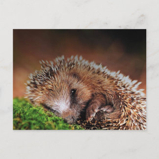 HEDGEHOG BRIEFKAART