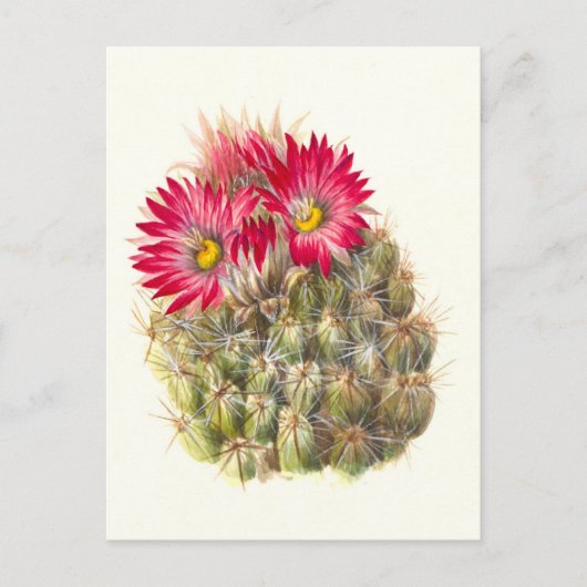 Hedgehog cactus-Briefkaart Briefkaart (Voorkant)