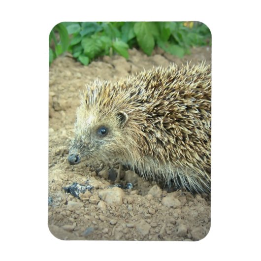 Hedgehog Care Premium Magnet Magneet (Verticaal)