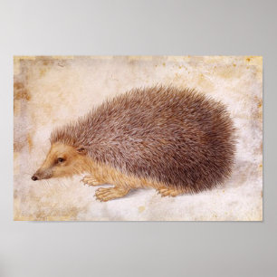 HEDGEHOG/Dierentekening Poster