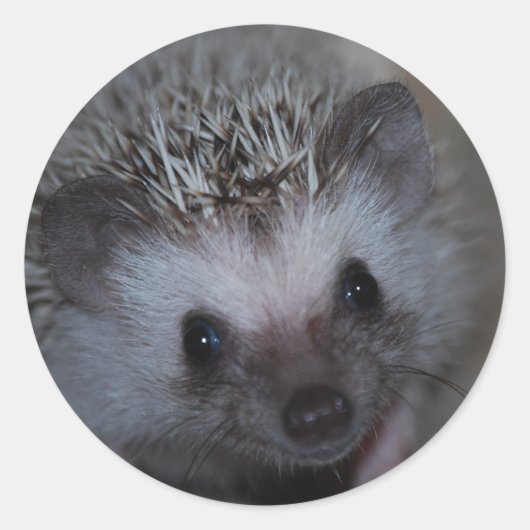 Hedgehog Face Stickers (Voorkant)