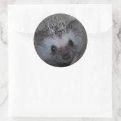 Hedgehog Face Stickers (Tas)