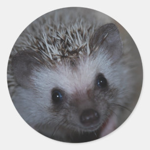 Hedgehog Face Stickers