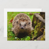 Hedgehog in het Forest Photo Briefkaart (Voorkant / Achterkant)