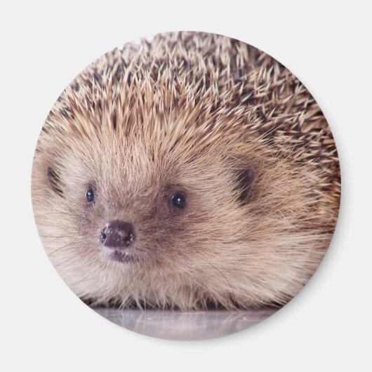 Hedgehog, Magneet (Voorkant)