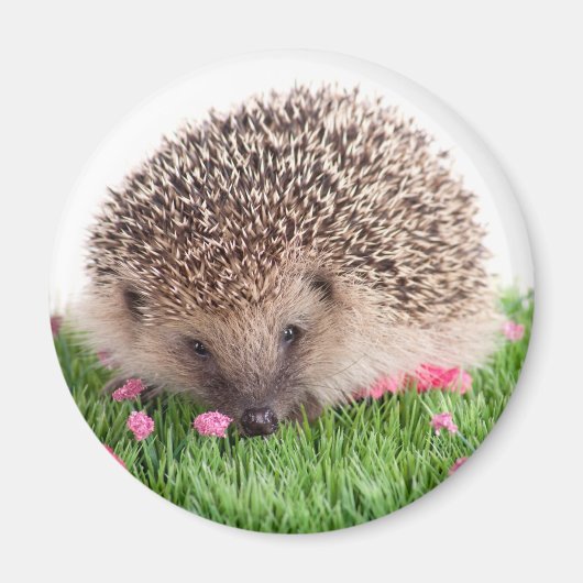 hedgehog, magneet (Voorkant)