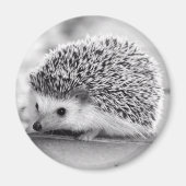 Hedgehog Magnet (Devant)