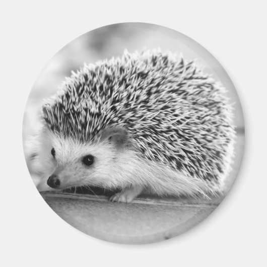 Hedgehog Magnet (Devant)