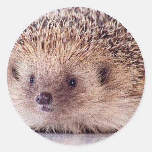 Hedgehog, Ronde Sticker (Voorkant)