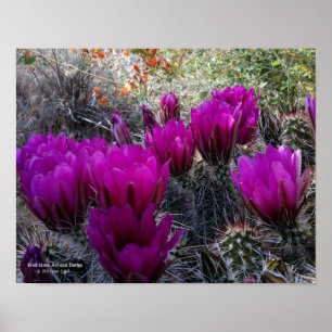 Hedgel Cactus Magenta Flowers Arizona Southwest Poster
