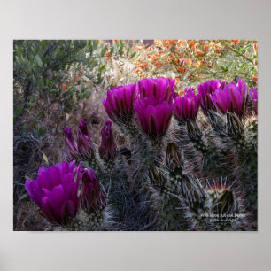 Hedgel Cactus Magenta Flowers Arizona Southwest Poster