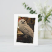 Hedwig 3 briefkaart (Staand voorkant)