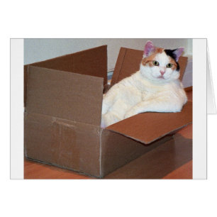 "Heeft iemand mijn schaduwen gezien?"