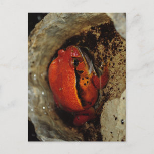 Heel mooie tomatenkikker. Kikker met ongebruikelij Briefkaart