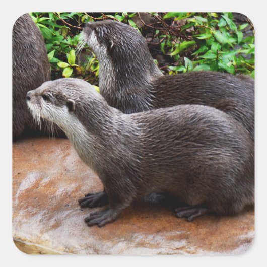 Heel Schattigee, Otter Square-Stickers Vierkante Sticker (Voorkant)