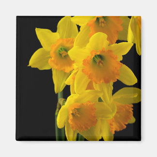 Heerlijk Gele en Oranje Daffodils Magneet