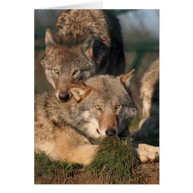 heerlijk wolfpaar (Voorkant)