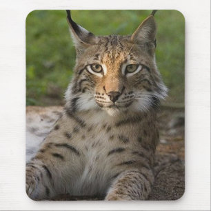 heerlijke lynx rust muismat