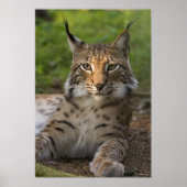 heerlijke lynx rust poster (Voorkant)