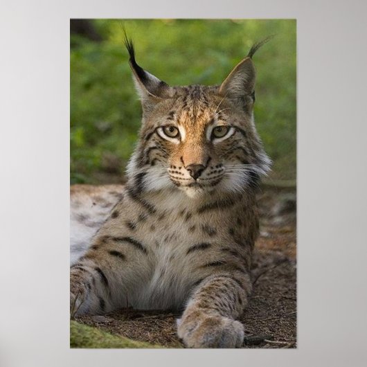 heerlijke lynx rust poster (Voorkant)