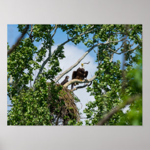 Heet Eagles Poster