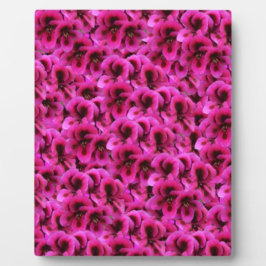 Heet magenta Geranium Flowers Fotoplaat (Voorkant)