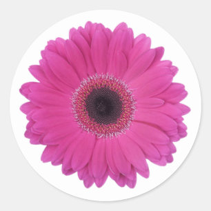 Heet Magenta Roze Gerbera Daisy Bloem Ronde Sticker
