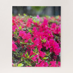 Heet Roze Azalea, Seoul Legpuzzel
