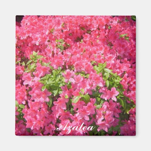 Heet roze Azalea's Magneet (Voorkant)