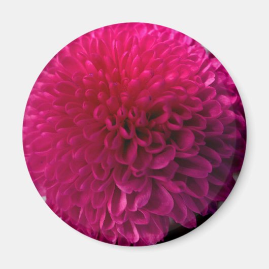 Heet roze macro bloem magneet (Voorkant)
