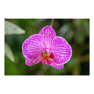 Heet Roze Paarse Orchidee Bloem Foto Afdruk