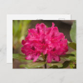 Heet Roze Rhododendron Bloemen Briefkaarten (Voorkant / Achterkant)